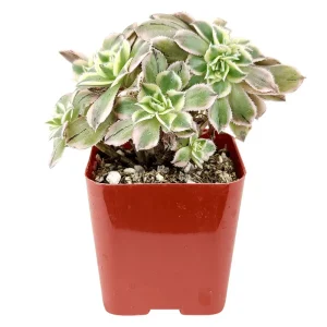 Aeonium Sunburst Crest Succulent Live Plant 2 Inch Pot - Indoor Outdoor - Image 6