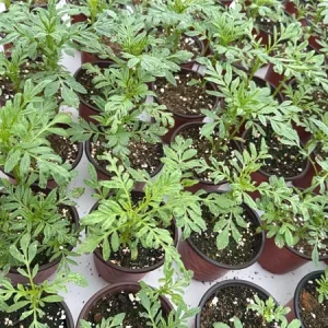 African Marigold Crackerjack Live Plants – 3-Pack – 4 to 6 Inch Tall – Outdoor Garden Flowers - Image 10