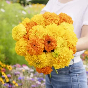 African Marigold Crackerjack Live Plants – 3-Pack – 4 to 6 Inch Tall – Outdoor Garden Flowers - Image 2