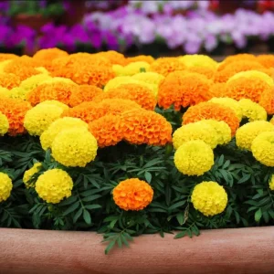 African Marigold Crackerjack Live Plants – 3-Pack – 4 to 6 Inch Tall – Outdoor Garden Flowers - Image 3