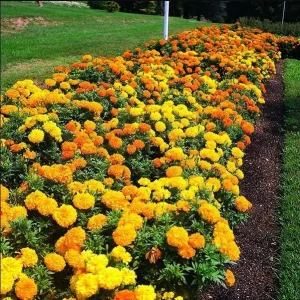 African Marigold Crackerjack Live Plants – 3-Pack – 4 to 6 Inch Tall – Outdoor Garden Flowers - Image 1