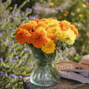 African Marigold Crackerjack Live Plants – 3-Pack – 4 to 6 Inch Tall – Outdoor Garden Flowers - Image 5