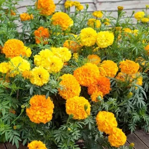 African Marigold Crackerjack Live Plants – 3-Pack – 4 to 6 Inch Tall – Outdoor Garden Flowers - Image 6