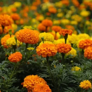 African Marigold Crackerjack Live Plants – 3-Pack – 4 to 6 Inch Tall – Outdoor Garden Flowers - Image 7