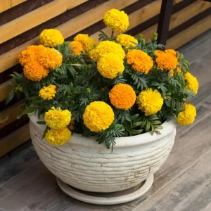 African Marigold Crackerjack Live Plants – 3-Pack – 4 to 6 Inch Tall – Outdoor Garden Flowers - Image 9
