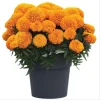 African Marigold Orange Live Plants, 3-5 Inches Tall, 3 Plants per Pot, Outdoor - Image 1