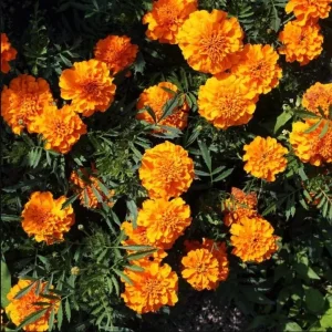 African Marigold Orange Live Plants, 3-5 Inches Tall, 3 Plants per Pot, Outdoor - Image 3