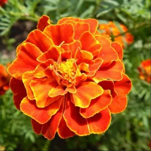 African Marigold Orange Live Plants, 3-5 Inches Tall, 3 Plants per Pot, Outdoor - Image 4