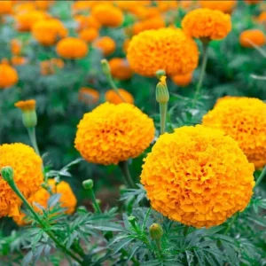 African Marigold Orange Live Plants, 3-5 Inches Tall, 3 Plants per Pot, Outdoor - Image 5