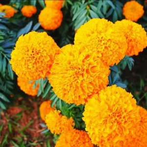 African Marigold Orange Live Plants, 3-5 Inches Tall, 3 Plants per Pot, Outdoor - Image 6