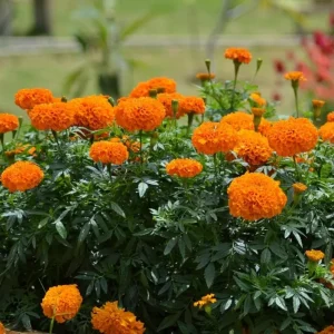 African Marigold Orange Live Plants, 3-5 Inches Tall, 3 Plants per Pot, Outdoor - Image 7