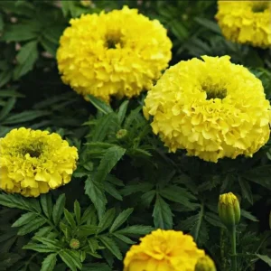 African Marigold Yellow Live Plant – 5-8 Inch Tall Garden Flower - Image 4