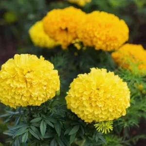 African Marigold Yellow Live Plant – 5-8 Inch Tall Garden Flower - Image 5