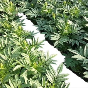 African Marigold Yellow Live Plant – 5-8 Inch Tall Garden Flower - Image 6