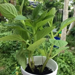 African Potato Mint Live Plant - 3 Organic Plants, 5-8 inches Tall, Edible Herb - Image 2