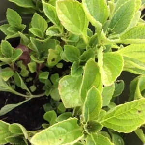 African Potato Mint Live Plant - 3 Organic Plants, 5-8 inches Tall, Edible Herb - Image 3