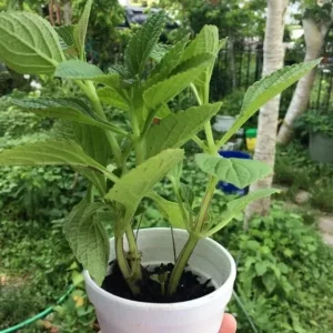 African Potato Mint Live Plant - 3 Organic Plants, 5-8 inches Tall, Edible Herb - Image 4