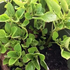 African Potato Mint Live Plant - 3 Organic Plants, 5-8 inches Tall, Edible Herb - Image 5