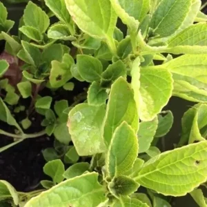 African Potato Mint Live Plant - 3 Organic Plants, 5-8 inches Tall, Edible Herb - Image 6