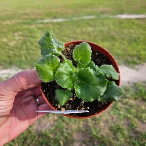 African Violet Harmony's Dancing Fool Live Plant 4 Inch Pot Potted Houseplant - Image 2