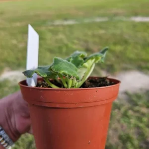 African Violet Harmony's Dancing Fool Live Plant 4 Inch Pot Potted Houseplant - Image 3