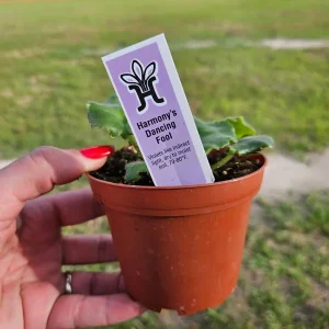 African Violet Harmony's Dancing Fool Live Plant 4 Inch Pot Potted Houseplant - Image 4