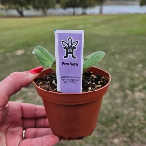 African Violet Live Plant - 4 Inch Pot Starter - Indoor Houseplant - Image 3