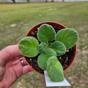 African Violet Live Plant - 4 Inch Pot Starter - Indoor Houseplant - Image 4
