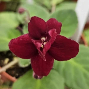 African Violet Live Plant - 4 Inch Pot Starter - Indoor Houseplant - Image 1