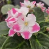 African Violet Live Plant - Anika Hot Pink & White Flowers - 4 Inch Pot Indoor - Image 1