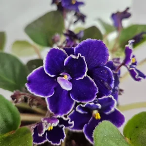 African Violet Live Plant - Blooming, 4.5 Inch Pot, Potted Houseplant - Image 1