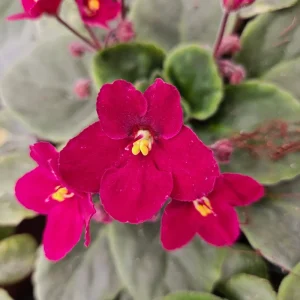 African Violet Live Plant - Blooming, 4.5 Inch Pot, Potted Houseplant - Image 3