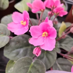 African Violet Live Plant - Blooming, 4.5 Inch Pot, Potted Houseplant - Image 4
