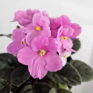 African Violet Live Plant - Blooming, 4.5 Inch Pot, Potted Houseplant - Image 8