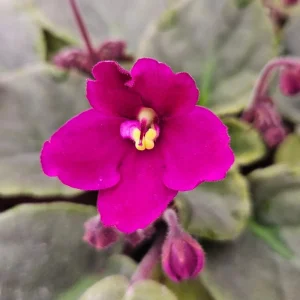 African Violet Live Plant – Blooming Houseplant – 4.5 Inch Pot – Indoor - Image 2