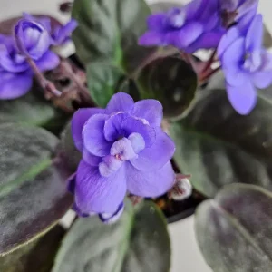 African Violet Live Plant – Blooming Houseplant – 4.5 Inch Pot – Indoor - Image 6