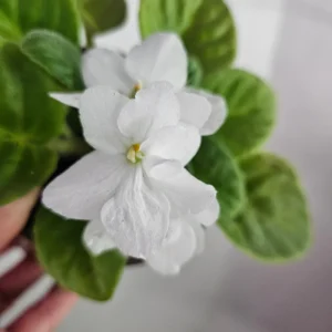 African Violet Live Plant – Blooming Houseplant – 4.5 Inch Pot – Indoor - Image 7