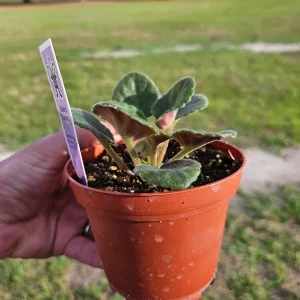 African Violet Live Plant - Cajun Coujon Starter, 4 Inch Pot, Potted Houseplant - Image 2