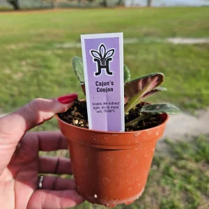 African Violet Live Plant - Cajun Coujon Starter, 4 Inch Pot, Potted Houseplant - Image 3