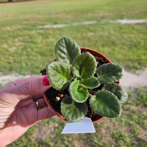 African Violet Live Plant - Cajun Coujon Starter, 4 Inch Pot, Potted Houseplant - Image 4