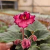 African Violet Live Plant - Cajun Coujon Starter, 4 Inch Pot, Potted Houseplant - Image 1