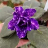 African Violet Live Plant – Cajun's Blueberry Hill Starter – 4 Inch Pot – Indoor Houseplant - Image 1