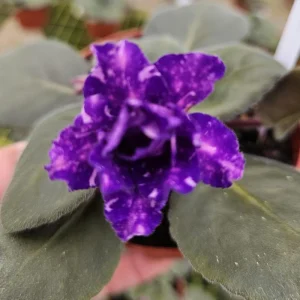 African Violet Live Plant – Cajun's Blueberry Hill Starter – 4 Inch Pot – Indoor Houseplant - Image 1