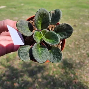 African Violet Live Plant – Cajun's Blueberry Hill Starter – 4 Inch Pot – Indoor Houseplant - Image 2