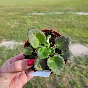 African Violet Live Plant – Carolina Elegant Affair – 4 Inch Pot – Indoor Houseplant - Image 2