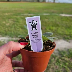 African Violet Live Plant – Carolina Elegant Affair – 4 Inch Pot – Indoor Houseplant - Image 3
