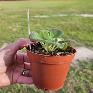African Violet Live Plant – Carolina Elegant Affair – 4 Inch Pot – Indoor Houseplant - Image 4