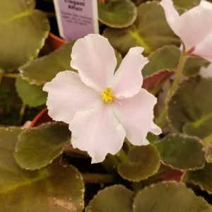 African Violet Live Plant – Carolina Elegant Affair – 4 Inch Pot – Indoor Houseplant - Image 5