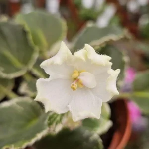 African Violet Live Plant – Carolina Elegant Affair – 4 Inch Pot – Indoor Houseplant - Image 1