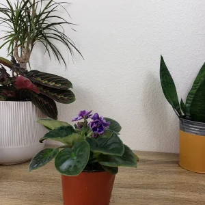 African Violet Live Plant - Cora 4 Inch Pot - Indoor Houseplant - Image 2